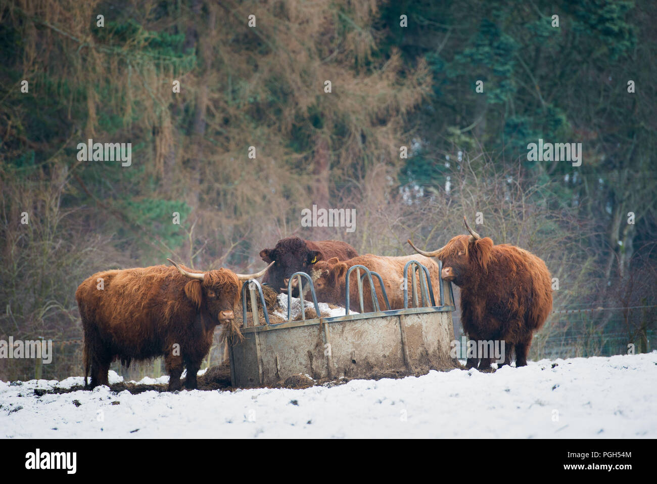 Highland Kühe, Schnee, Wetter, Peebles, Venlaw Hill, Scottish Borders Stockfoto