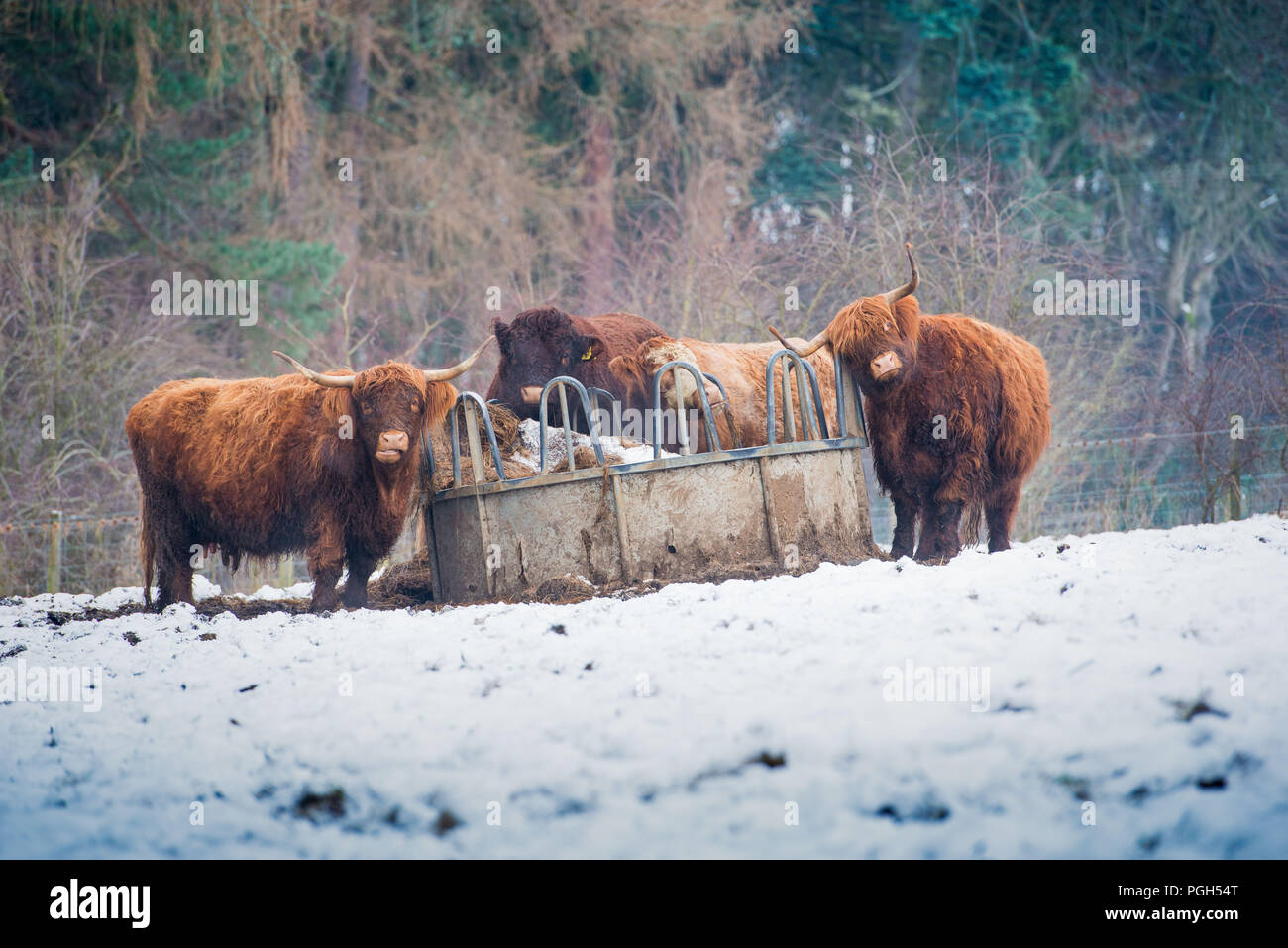 Highland Kühe, Schnee, Wetter, Peebles, Venlaw Hill, Scottish Borders Stockfoto