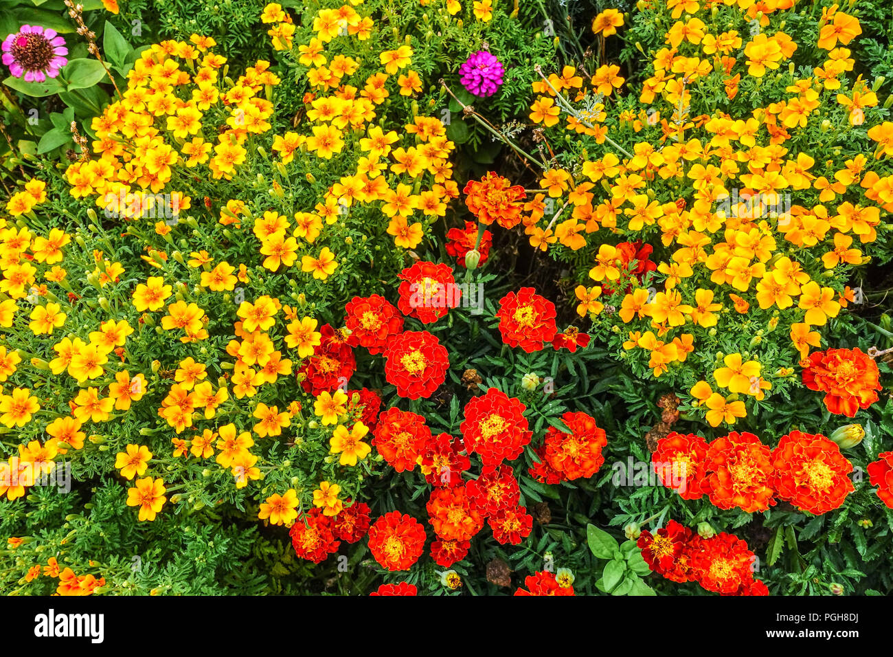 Multicolor Blumengarten unterzeichnet Ringelblume, Rot Tagetes Patula, Gelb Tagetes tenuifolia, gemischte Ringelblumen, jährliche Garten Grenze Stockfoto