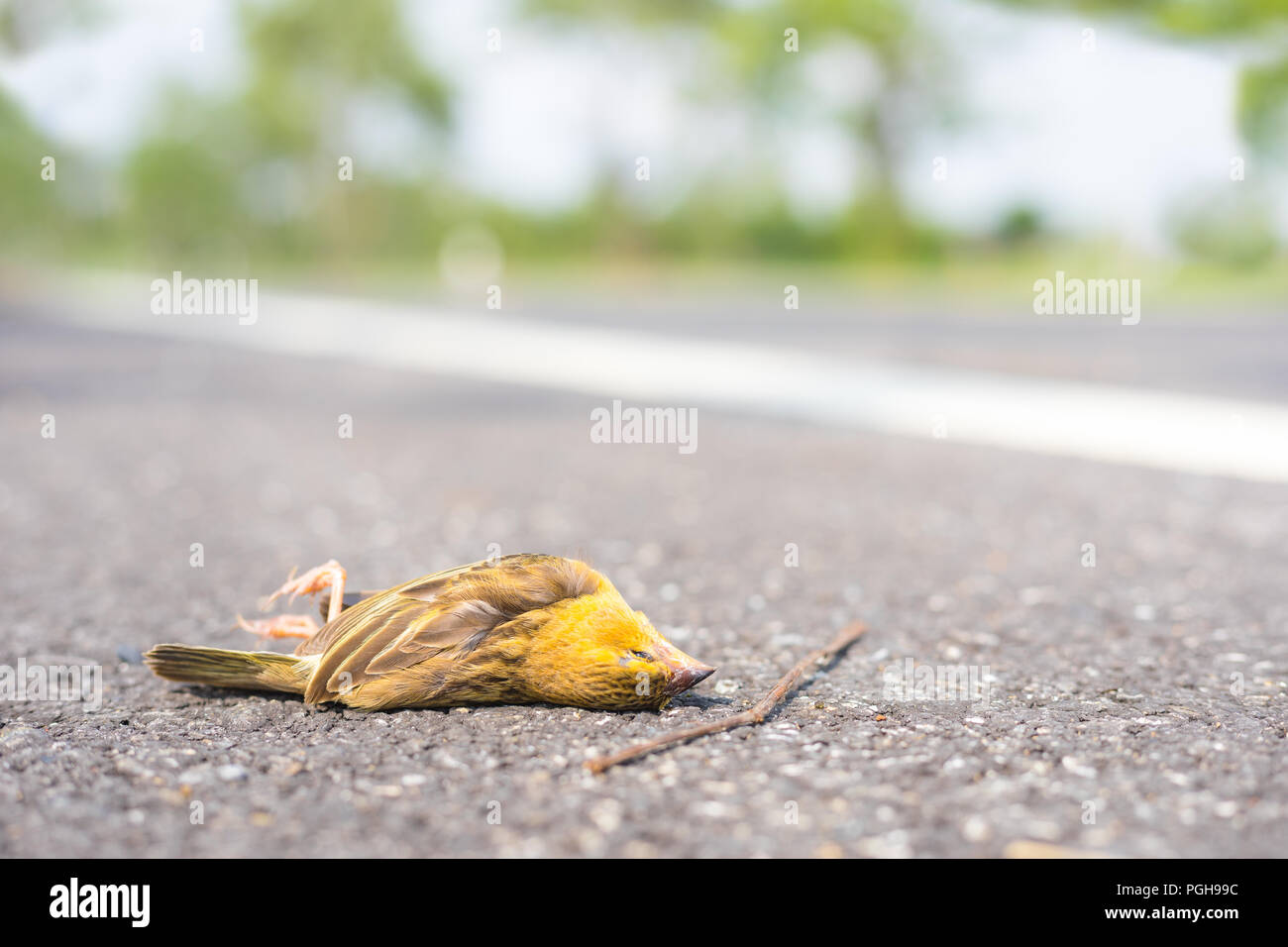 Toten Vogel auf der Asphaltstraße in Country Side Stockfoto