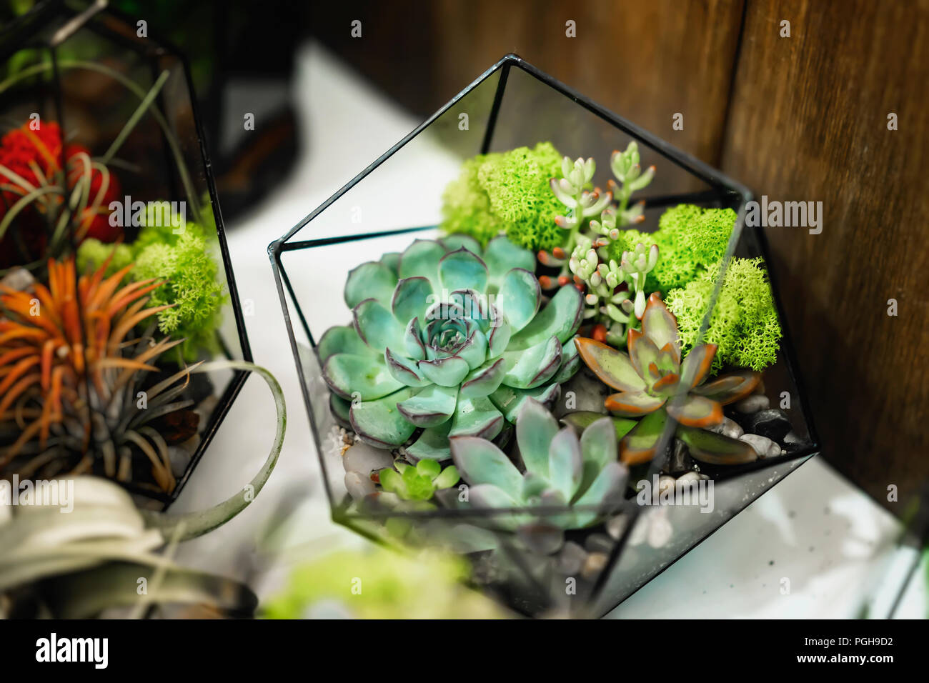 Eingestellt von Sukkulenten, die in einer geometrischen Aquarium, florarium  close-up Stockfotografie - Alamy