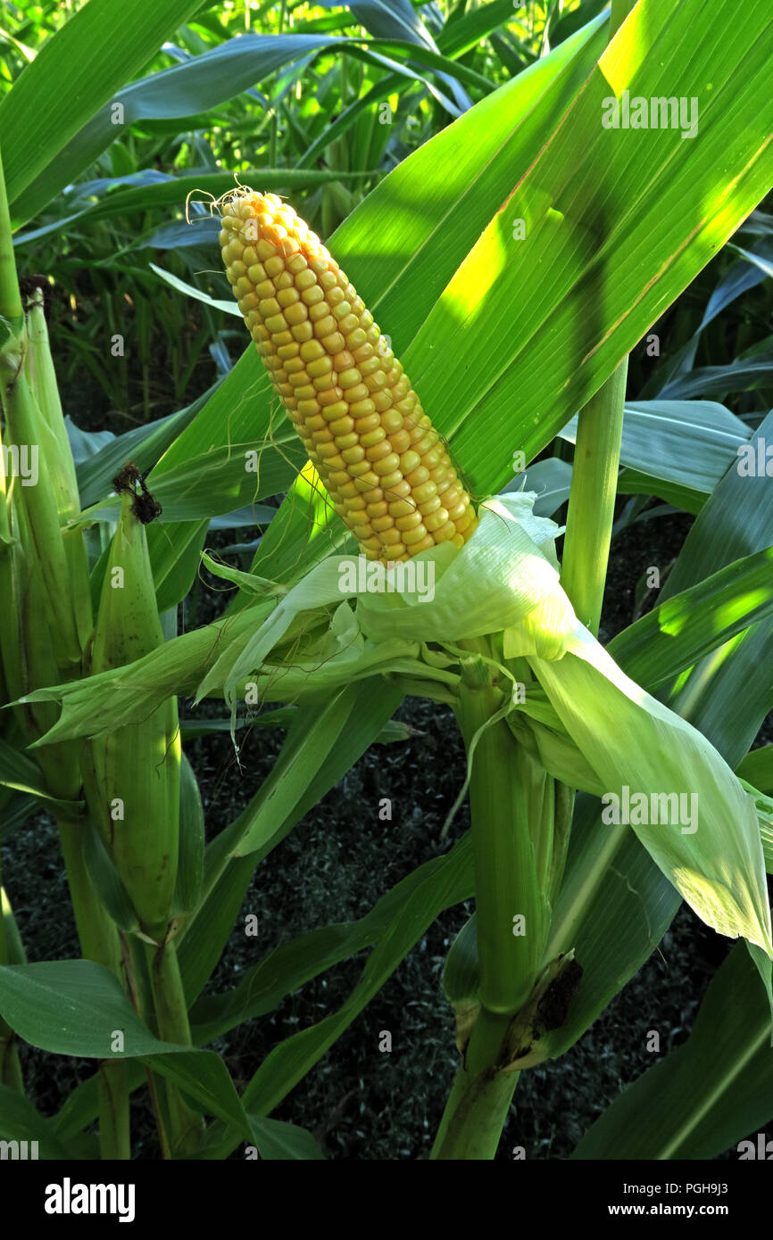 Mais, Maiskolben, dargestellt in einem britischen Feld, Cheshire, Sommer trockene Bedingungen, North West England, Großbritannien Stockfoto