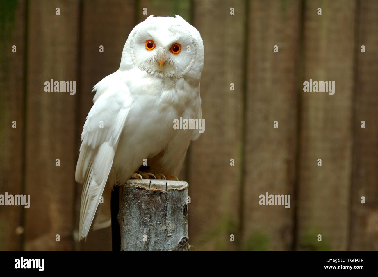 Waldohreule - Weiß (sehr selten) (Asio otus) Hibou moyen-duc Blanc Stockfoto