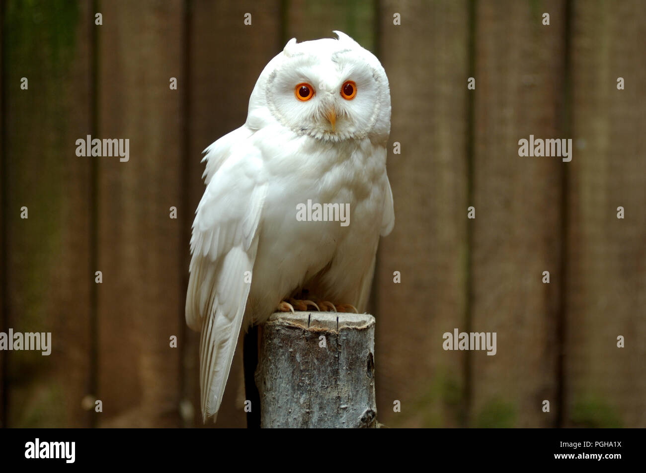 Waldohreule - Weiß (sehr selten) (Asio otus) Hibou moyen-duc Blanc Stockfoto