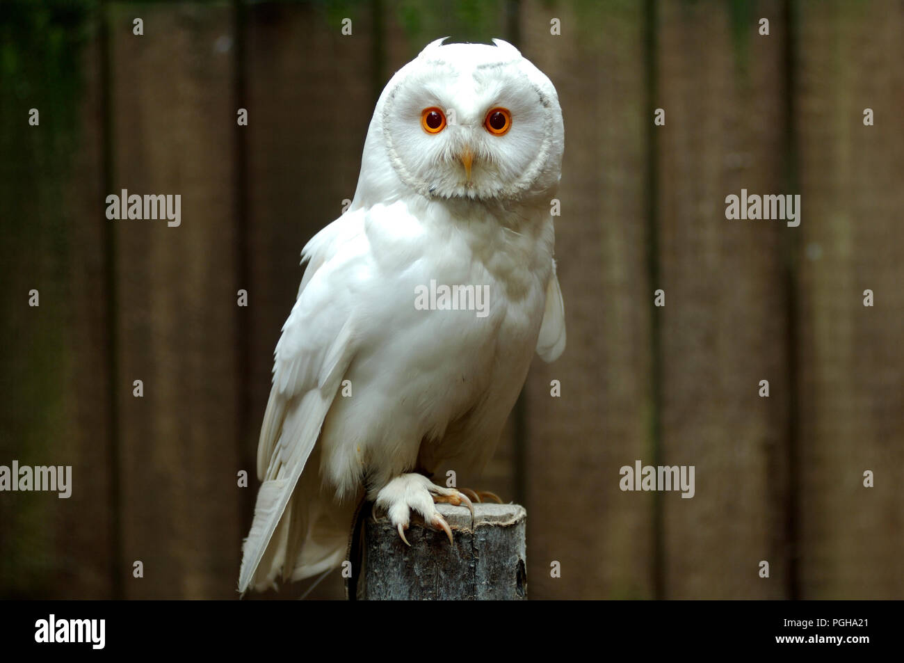 Waldohreule - Weiß (sehr selten) (Asio otus) Hibou moyen-duc Blanc Stockfoto