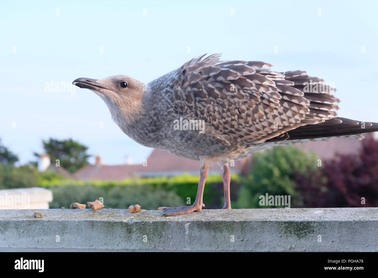 Neu Europäische Silbermöwe auf der Suche nach Essensresten in suburban Gärten Stockfoto