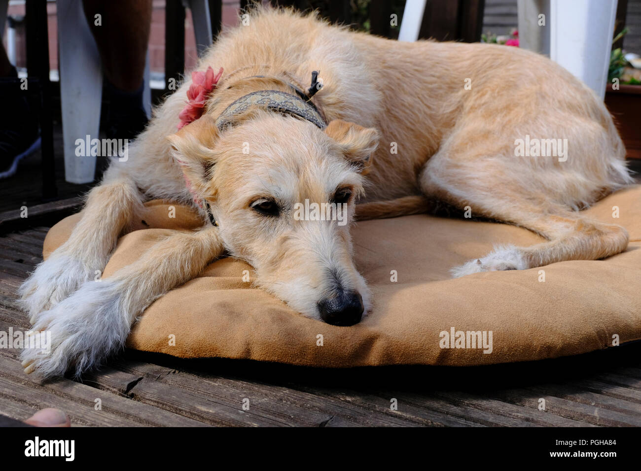 Grobe beschichtet weiblichen Lurcher entspannend auf Ihren Hund bed Stockfoto