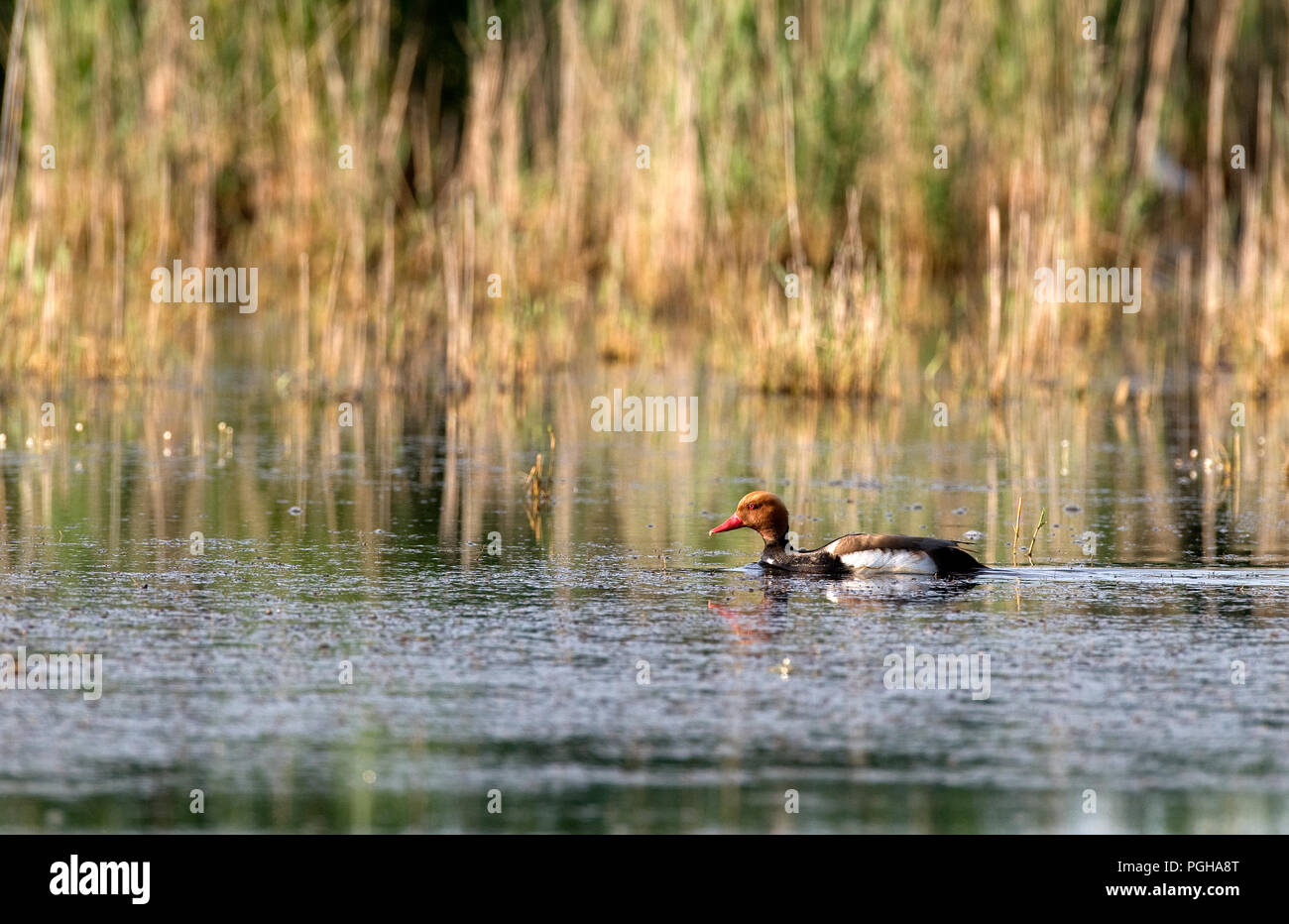 Red Crested Pochard (Netta rufina) Nette Rousse Stockfoto