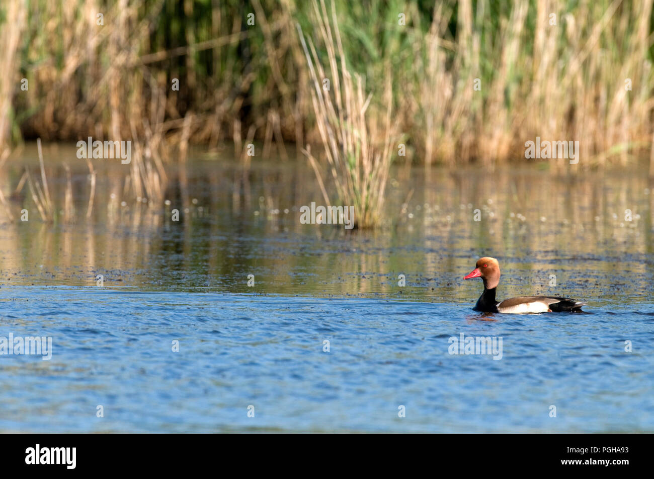 Red Crested Pochard (Netta rufina) Nette Rousse Stockfoto