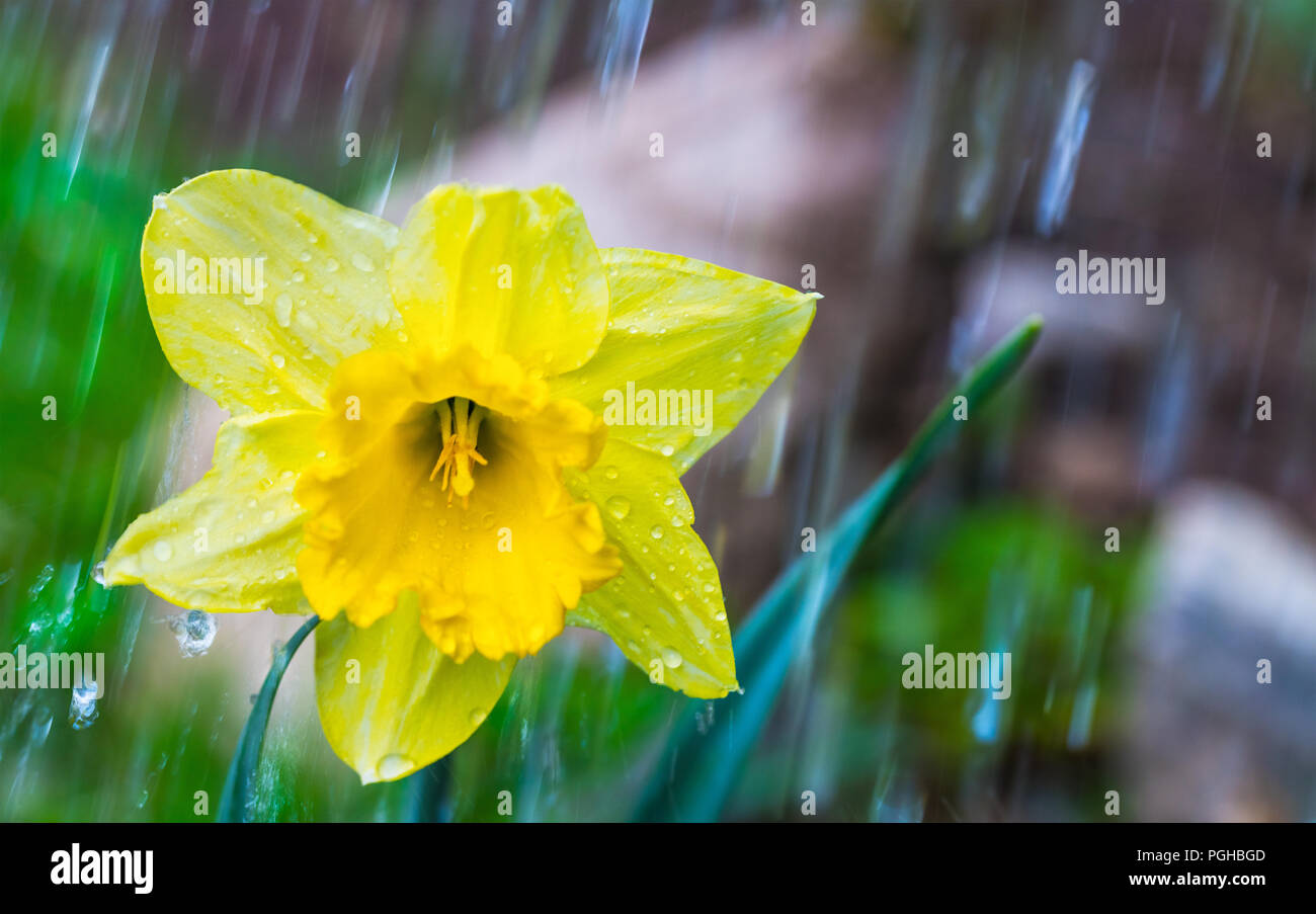 Narzisse Blüte im Frühjahr Garten. Regentropfen. Narcissus pseudonarcissus. Gelbe Blüte Fastenzeit lily Bloom close-up, Corona. Die Bewässerung eine ornamentale Bett. Stockfoto