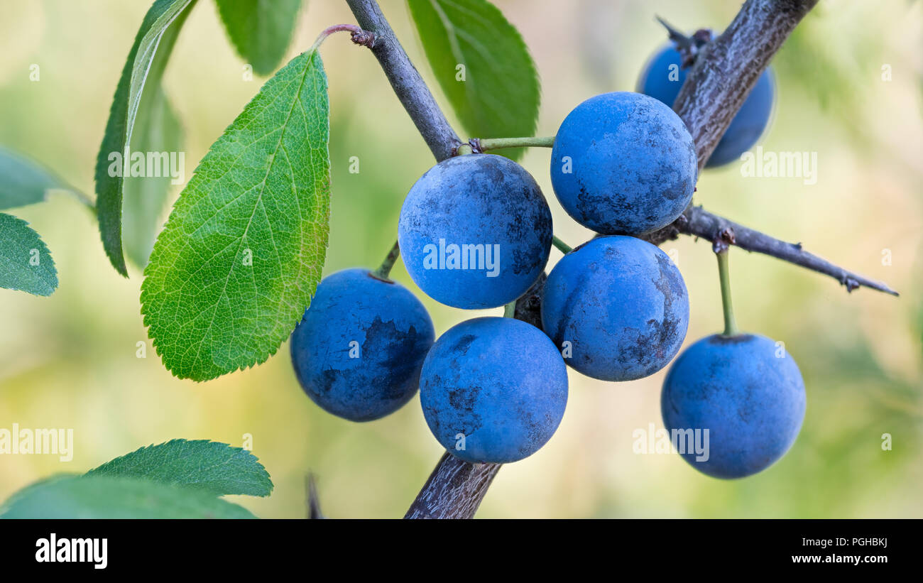 Gruppe eine reife blau Schlehen auf Zweig. Grüne Blätter. Prunus spinosa. Schönen wilden Blackthorn Baum close-up. Frisches Obst Beeren von Tart adstringierenden Geschmack. Stockfoto