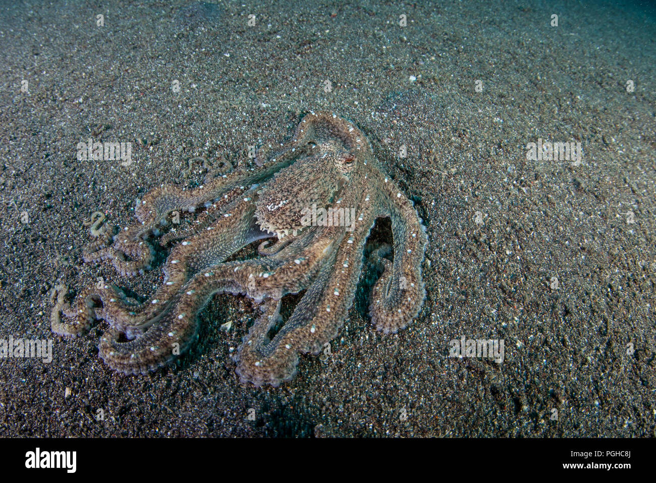 Eine gut getarnte Lange arm Octopus kriecht über den vulkanischen Sand vom Meeresboden in der Lembeh Strait. Stockfoto