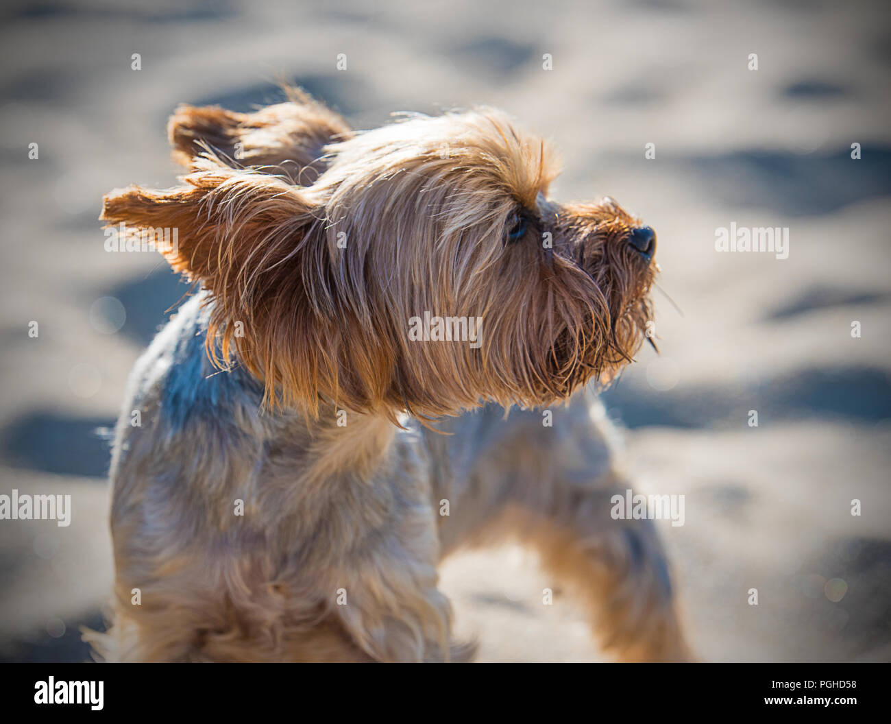 Kleine Yorkshire Terrier an einem Sandstrand Stockfoto