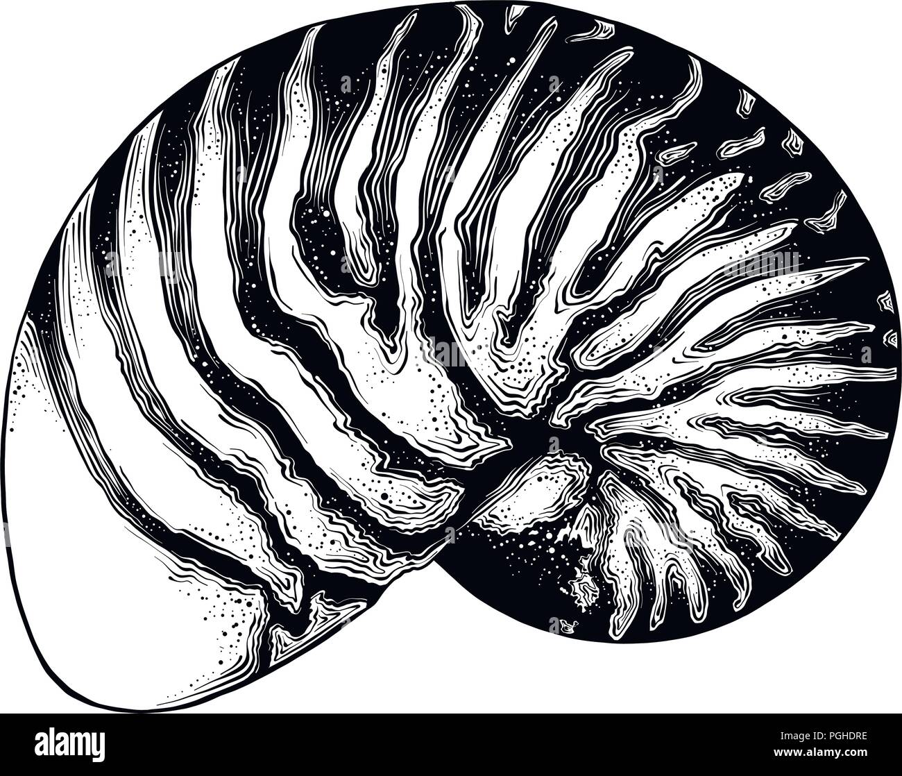 Hand gezeichnete Skizze von Nautilus Shell in schwarz auf weißem Hintergrund. Detaillierte Vintage Style Zeichnung. Vector Illustration Stock Vektor