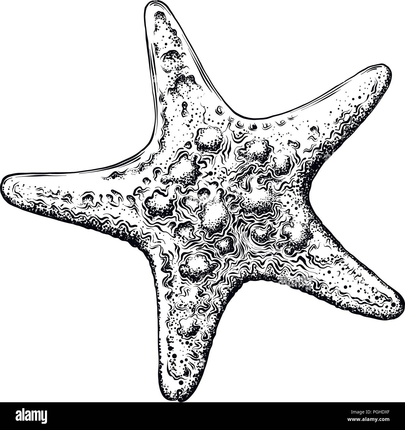 Hand gezeichnete Skizze von Seestern in schwarz auf weißem Hintergrund. Detaillierte Vintage Style Zeichnung. Vector Illustration Stock Vektor