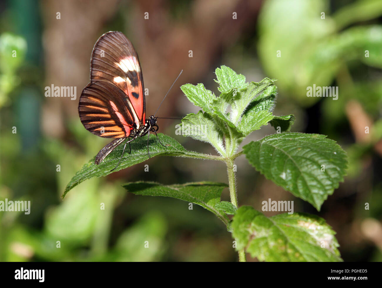 Schmetterling Stockfoto