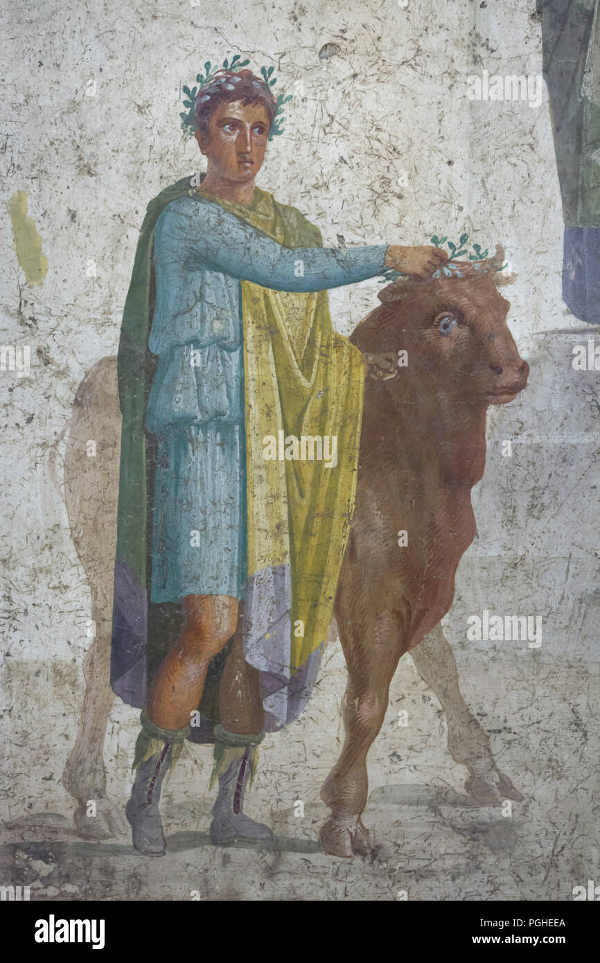 Geopferten Stier led Vorwärts durch die victimarius (der Mann, der das Opfertier kills) Im römischen Fresko aus dem Hause Jason dargestellt (Casa di Giasone) in Pompeji (20-25 N.CHR.), nun im Nationalen Archäologischen Museum (Museo Archeologico Nazionale di Napoli) in Neapel, Kampanien, Italien. Detail des Freskos Jason und König Pelias. Stockfoto