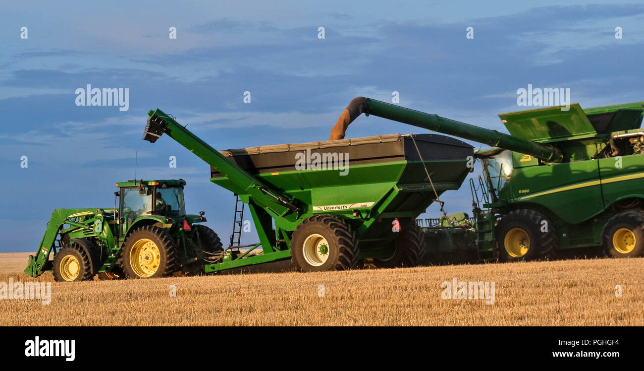 Ein Mähdrescher entladen' auf der Go' Stockfoto