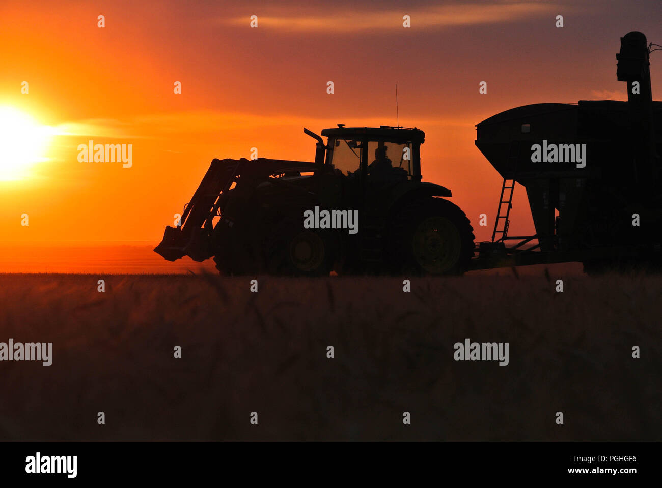 Kornwagen arbeiten an einem Abend Ernte Feld Stockfoto