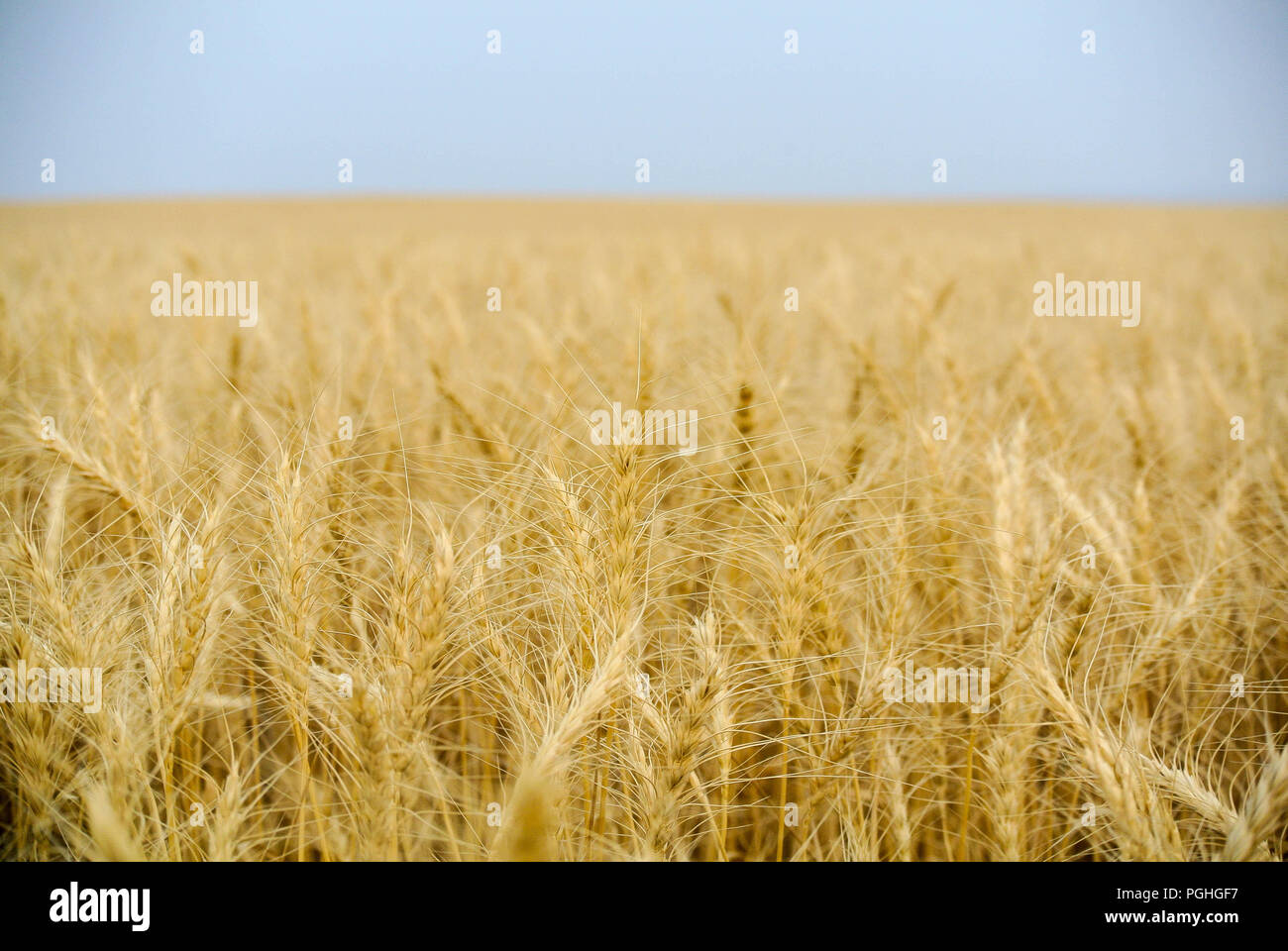 Montana Weizenfeld kurz vor der Ernte Stockfoto