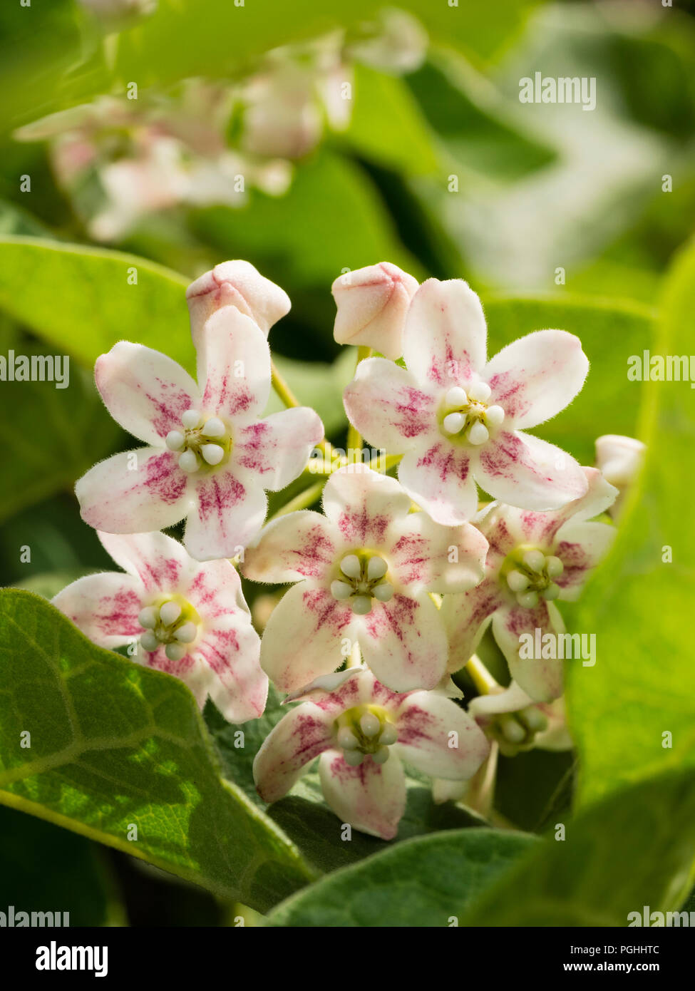 Cluster von Rosa zentriert weißen Blüten im Sommer blühenden laubabwerfende Kletterpflanze, Dregea sinensis Stockfoto