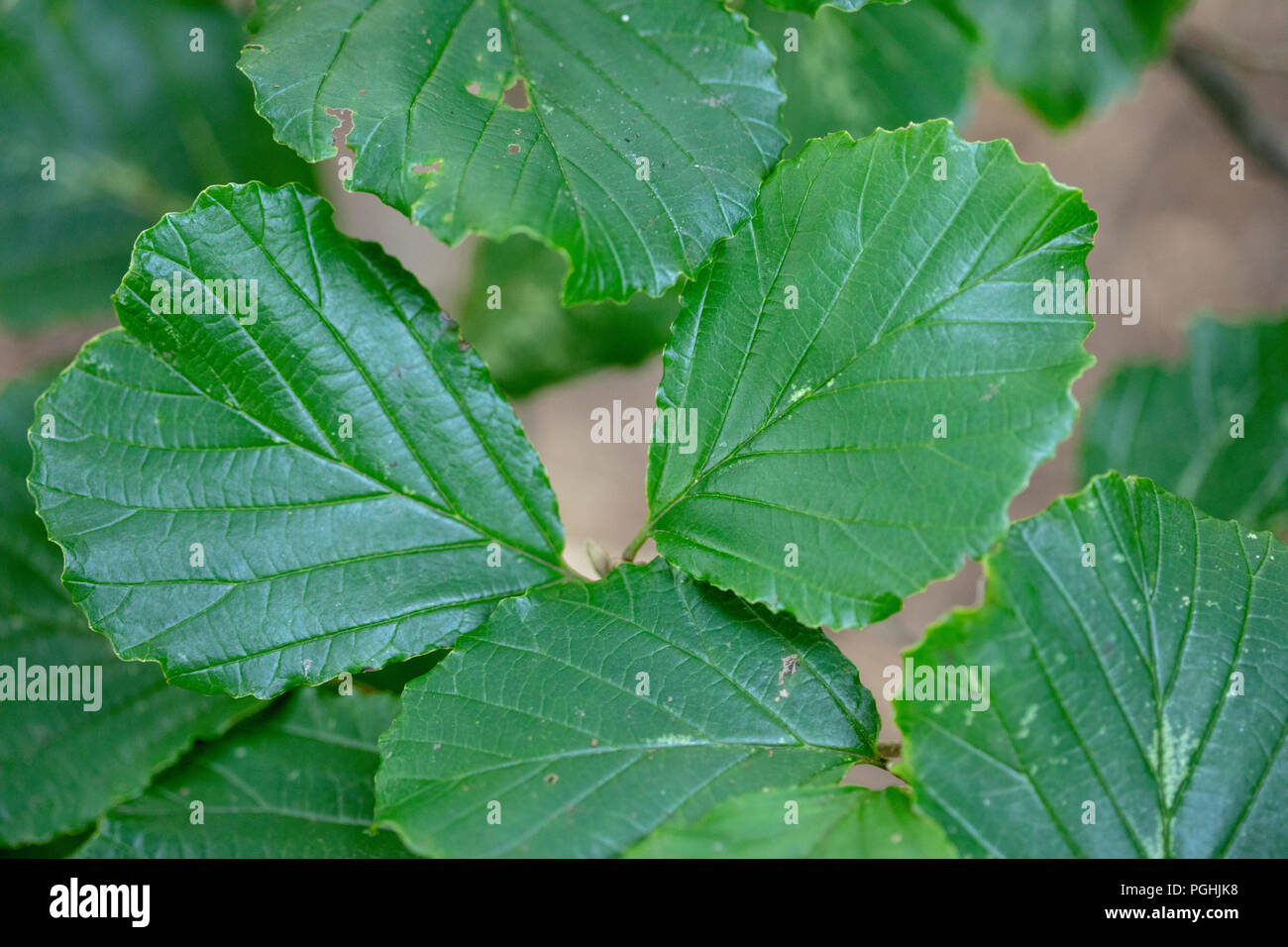 Blatt von cedrela Sinensis chinesischer Cedrela chinesischen Toon Baum Stockfoto