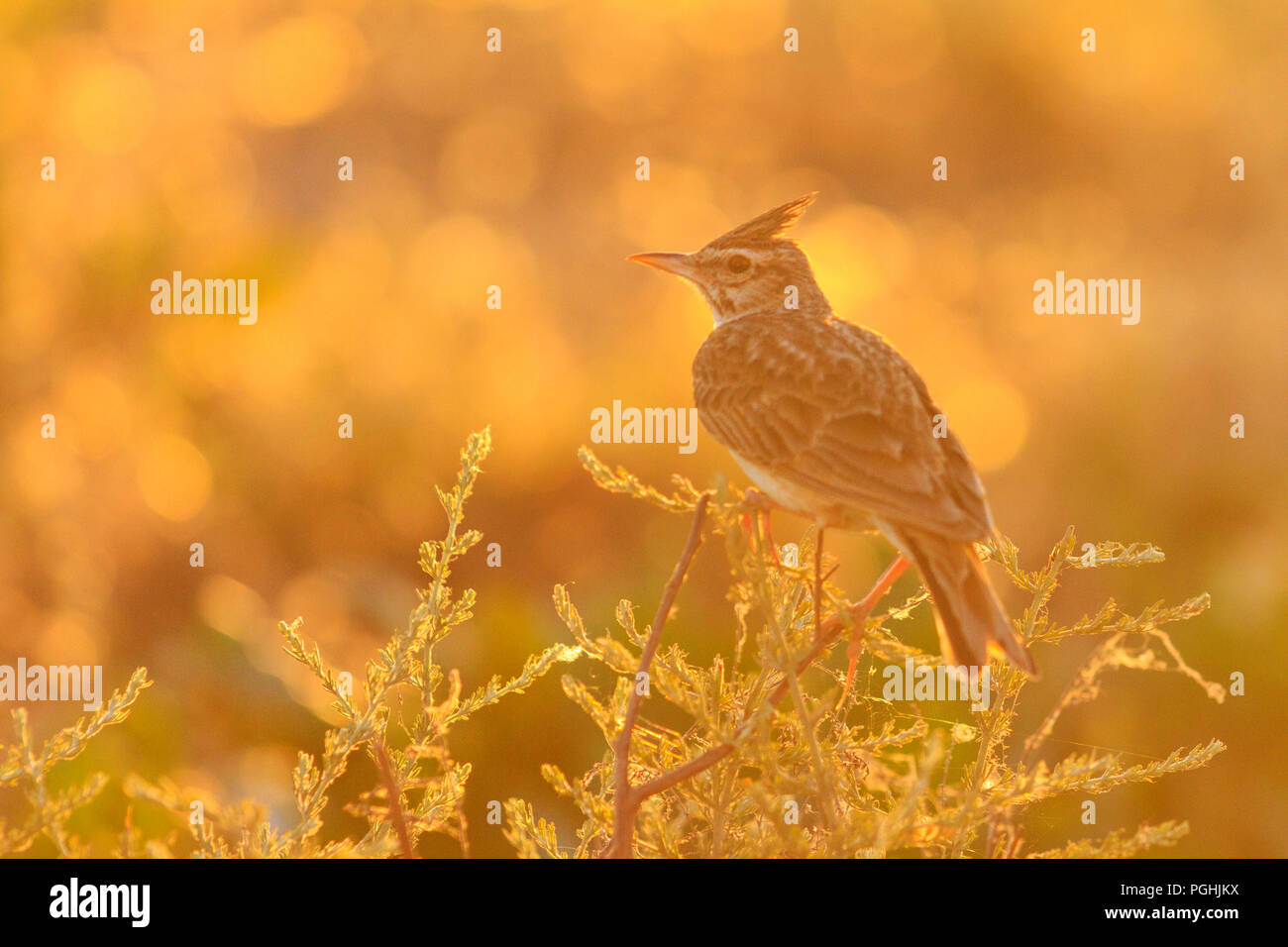 Wilden Vogel unter die Unkräuter bei Sonnenuntergang Stockfoto