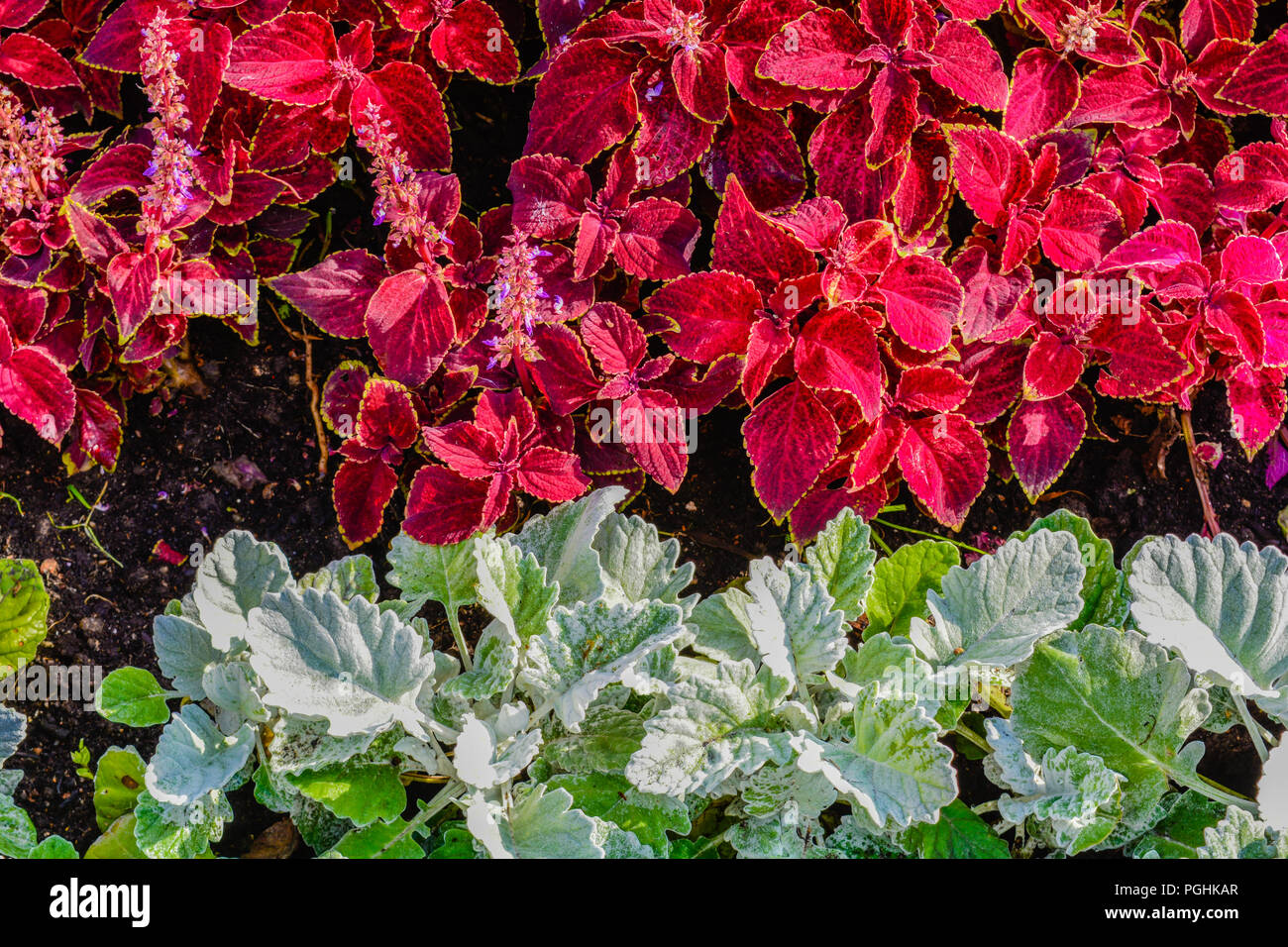 Bodendecker geblümten Teppich aus roten und grünen Blätter der Garten  pflanzen. Natur Szene mit dekorativen Blatt Garten pflanzen. Jahrgang  Sommer Blumen backgr Stockfotografie - Alamy