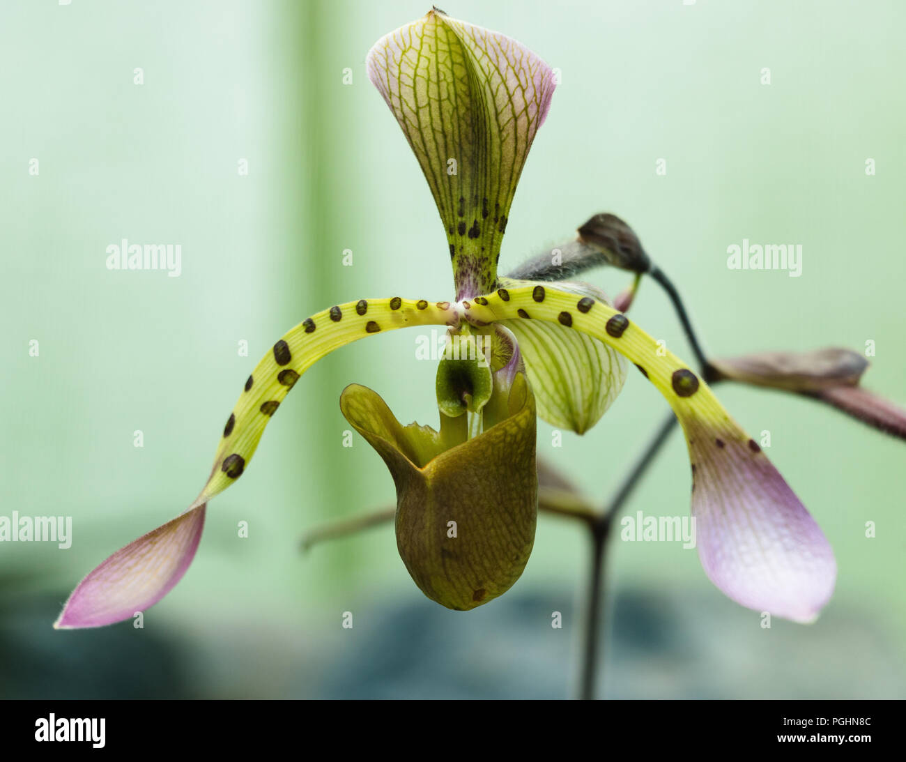 Frauenschuh Orchidee Stockfoto