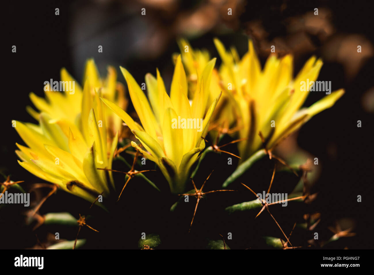 Der Kaktus blht mit wunderschnen, leuchtend gelben Blumen, die wie eine  Krone aussehen. Wie man eine trendige Kakteen-Sammlung in einem Minigarten  anbaut. Grne Natura Stockfotografie - Alamy