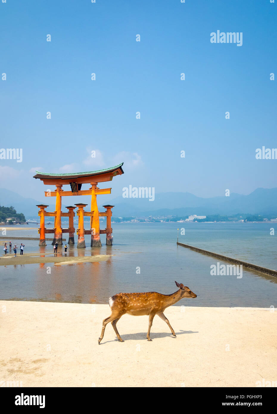Eine weibliche Sika Hirsch (Cervus Nippon) vor der schwimmende torii Tor an den Itsukushima-Schrein auf der Insel Miyajima, Präfektur Hiroshima, Japan. Stockfoto