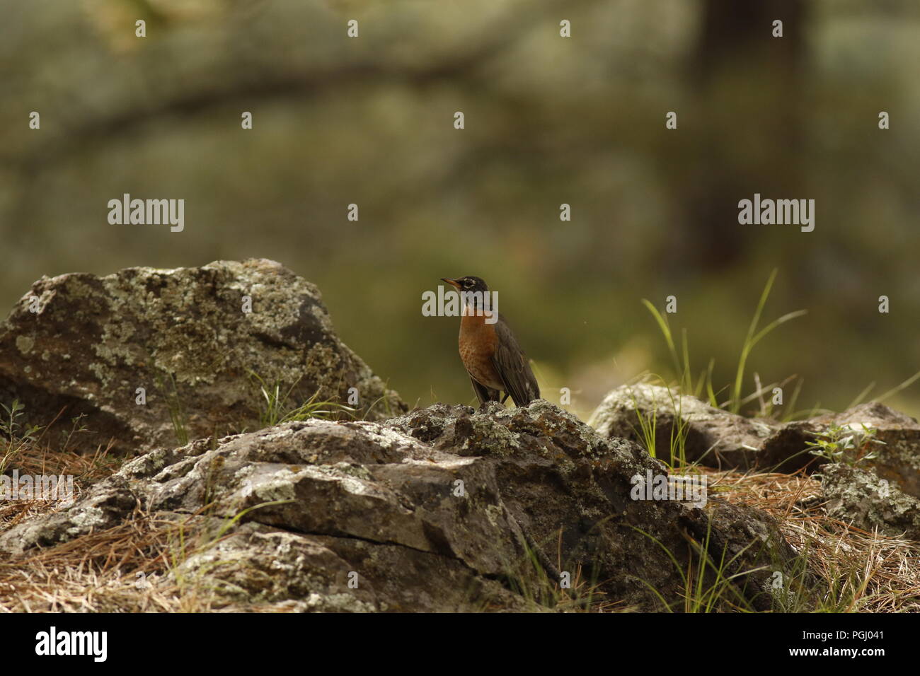 Wild lebende Vogelarten in Ihrer natürlichen Umgebung Stockfoto