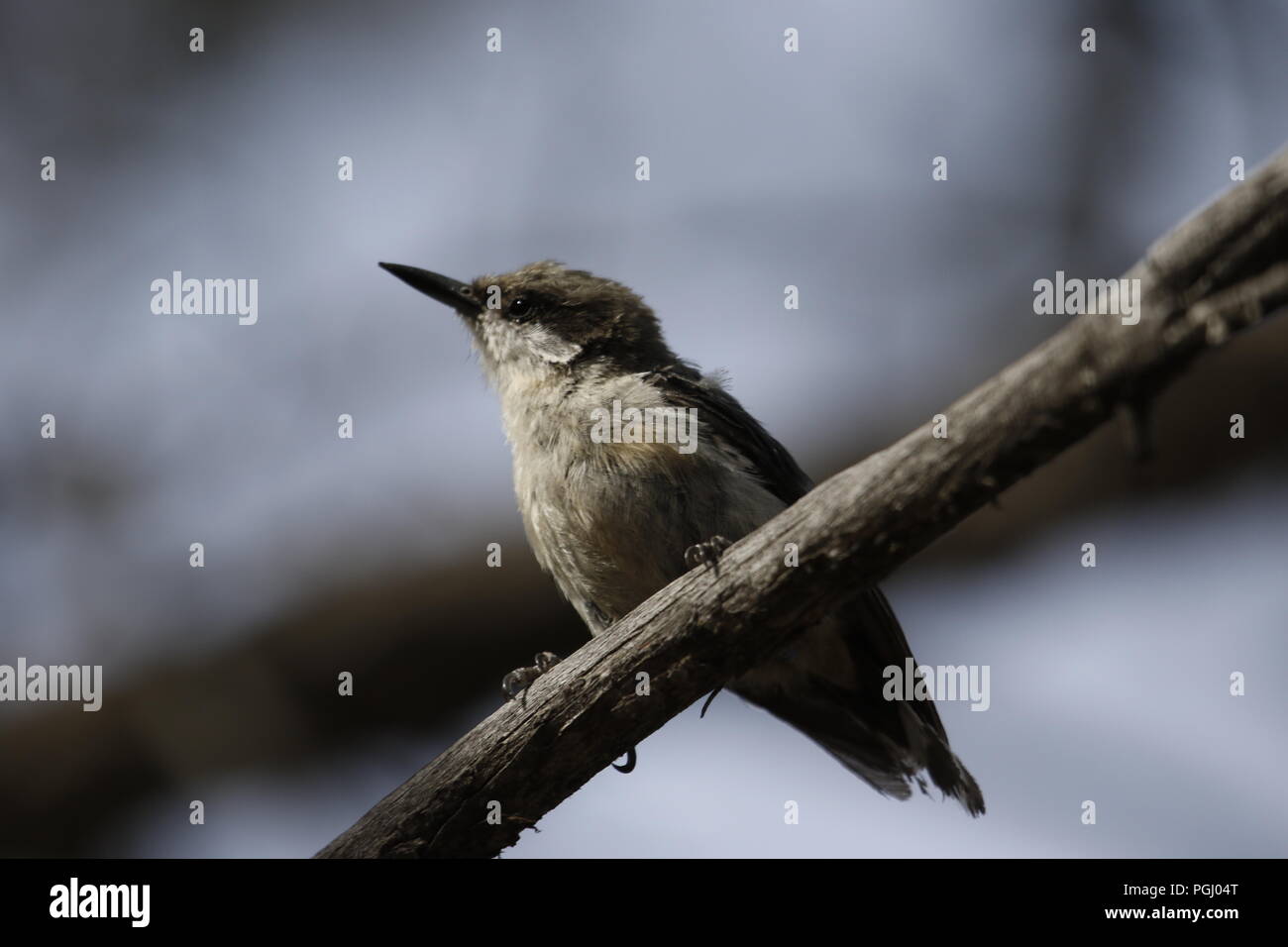 Wild lebende Vogelarten in Ihrer natürlichen Umgebung Stockfoto