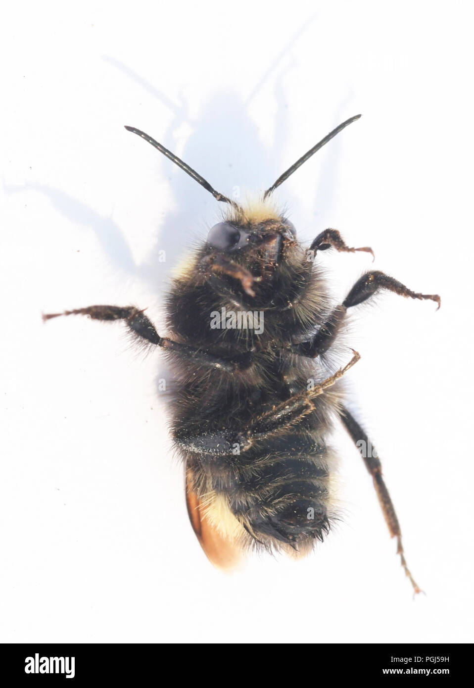 Gelb - konfrontiert, Hummel (Bombus vosnesenskii), Männlich, invertiert, Oregon Küste Stockfoto