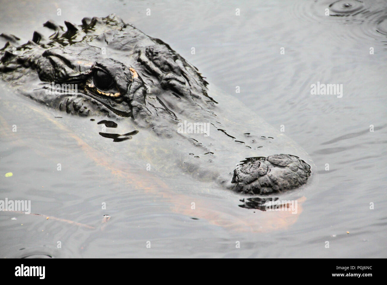 Ein Blick auf ein Aligator in Florida Stockfoto