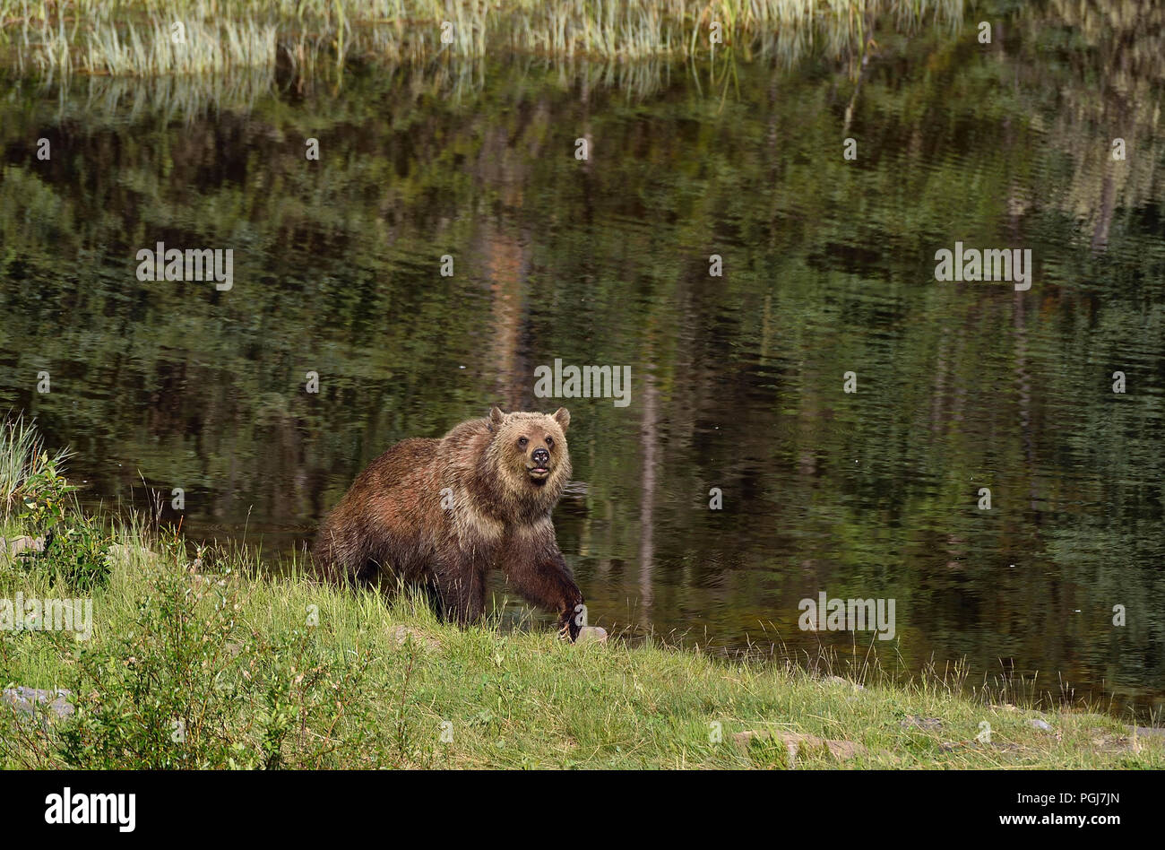Ein Grizzly Bär (Ursus arctos); zu Fuß entlang der Seeufer in ländlichen Alberta, Kanada. Stockfoto