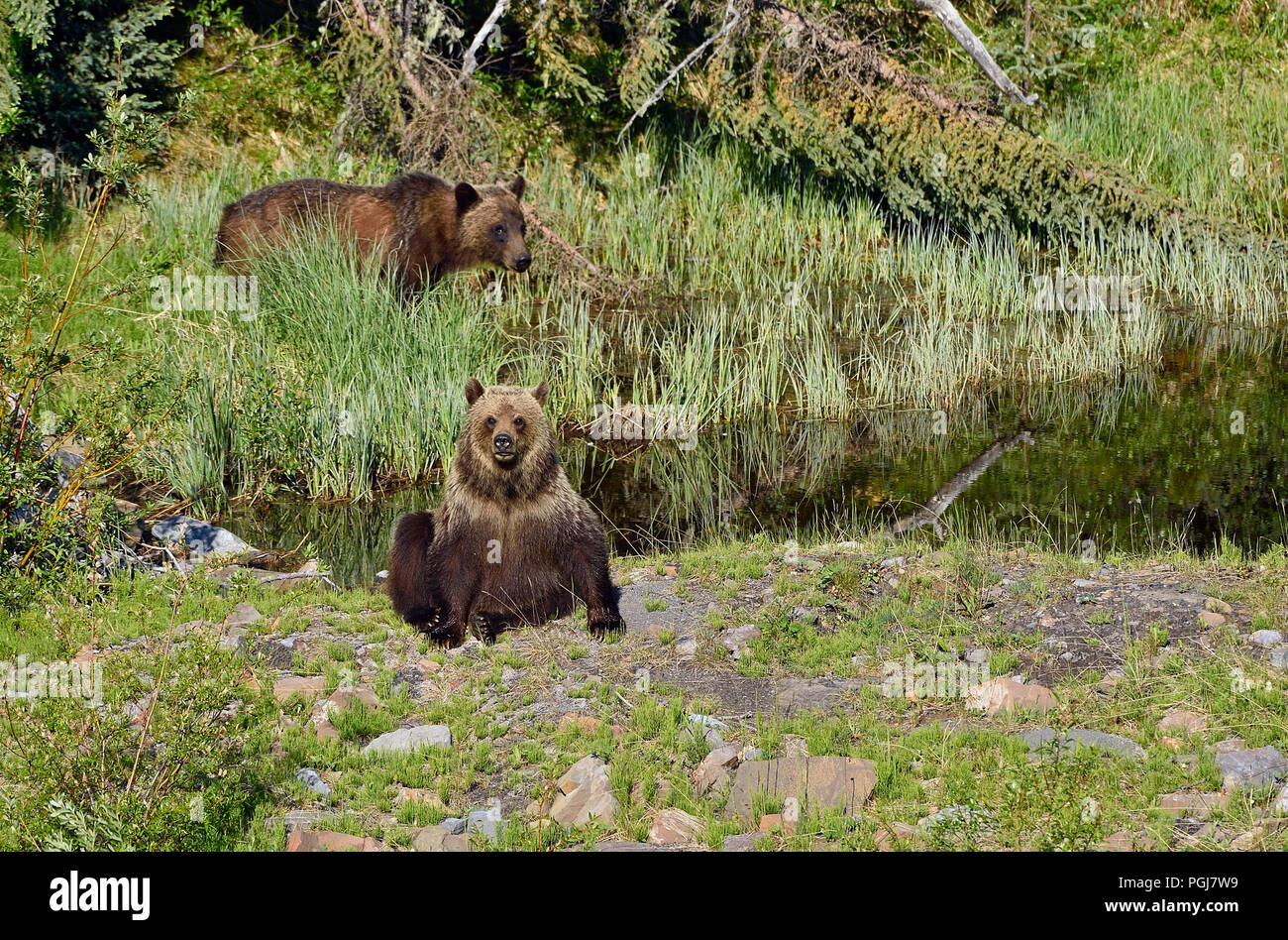 Zwei Grizzlybären (Ursus arctos); Nahrungssuche am Ufer eines kleinen Sees in ländlichen Alberta, Kanada. Stockfoto