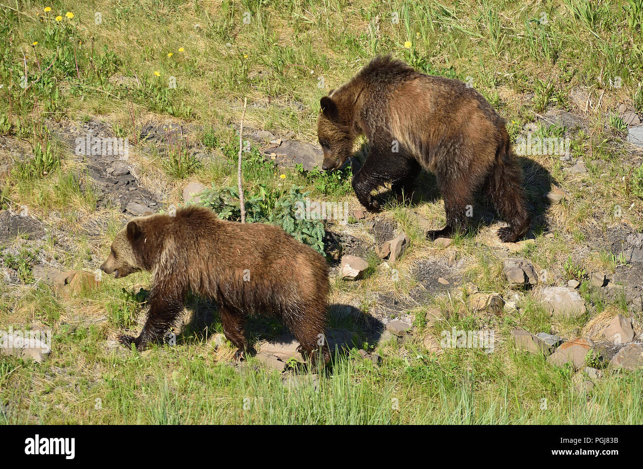 Zwei grizzlybären "Ursus arctos"; Futter und Fütterung auf grüne Feder Vegetation entlang der felsigen Hügel in ländlichen Alberta, Kanada. Stockfoto