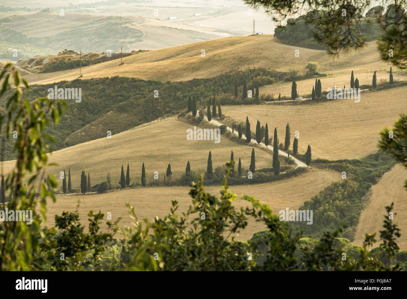 Eine kurvenreiche Straße mit Zypern Bäume in den Toskanischen Hügeln gesäumt, Italien Stockfoto