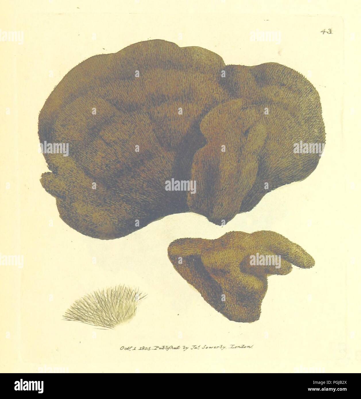 Bild von Seite 325 des "britischen Miscellany oder, farbige Abbildungen der neue, seltene oder wenig bekannte tierische Themen, etc. Vol. I., Vol. II". Stockfoto