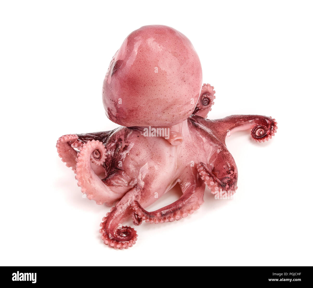 Kleine Krake auf weißem Hintergrund. Close Up. Stockfoto