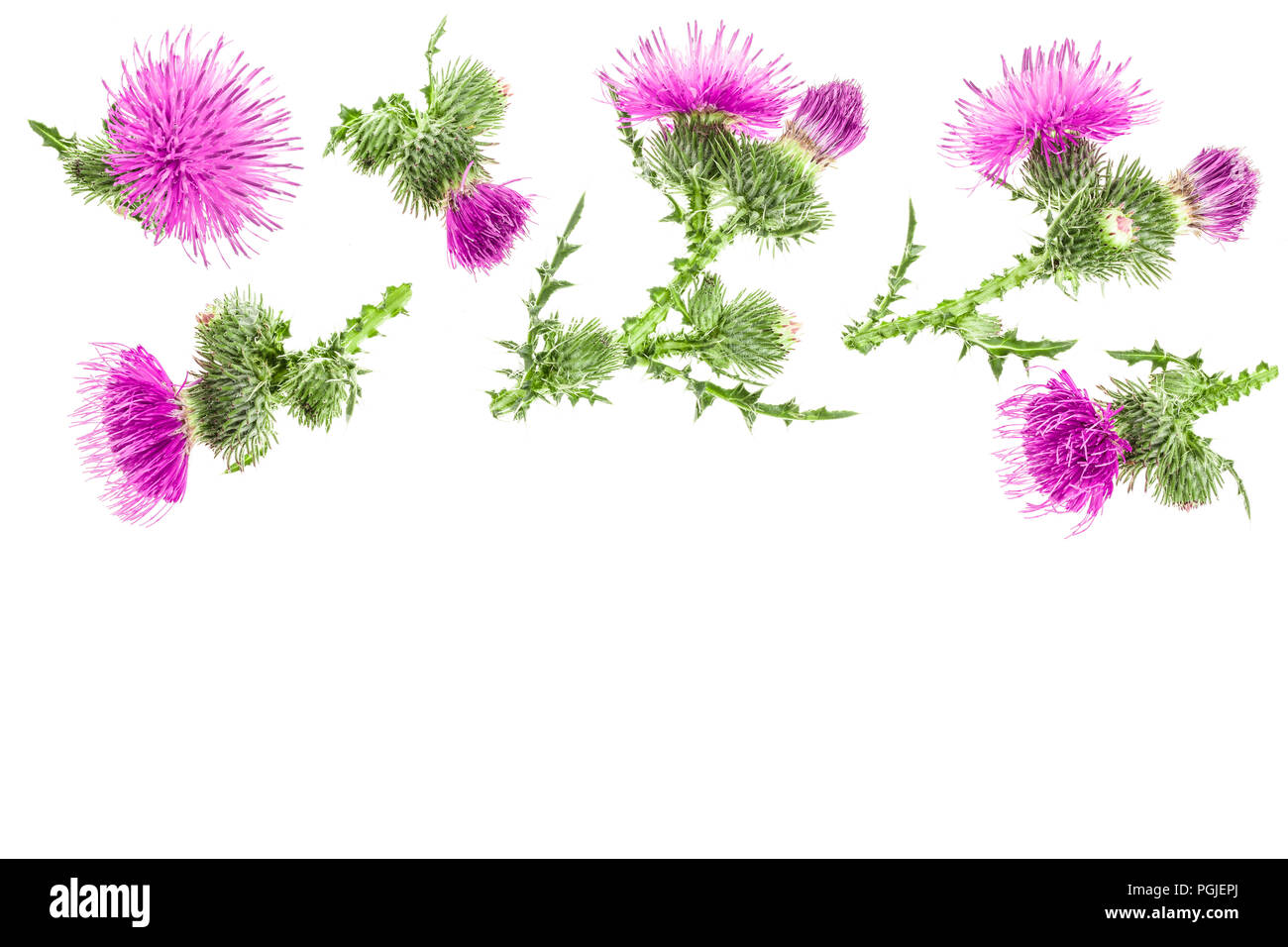 Mariendistel Blume auf weißem Hintergrund mit Kopie Platz für Ihren Text isoliert. Ansicht von oben. Flach Muster. Stockfoto