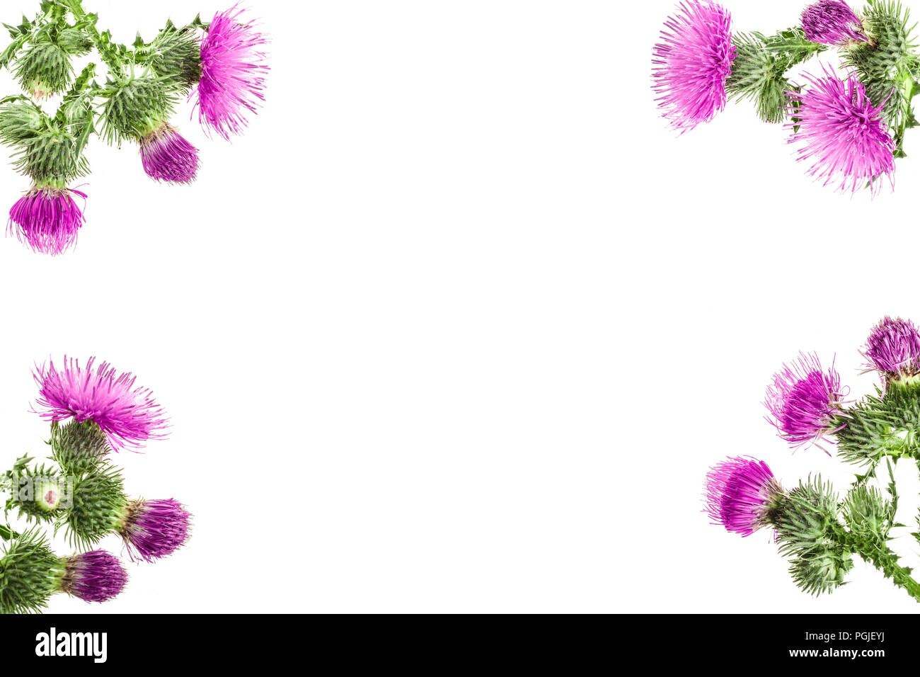 Mariendistel Blume auf weißem Hintergrund mit Kopie Platz für Ihren Text isoliert. Ansicht von oben. Flach Muster. Stockfoto