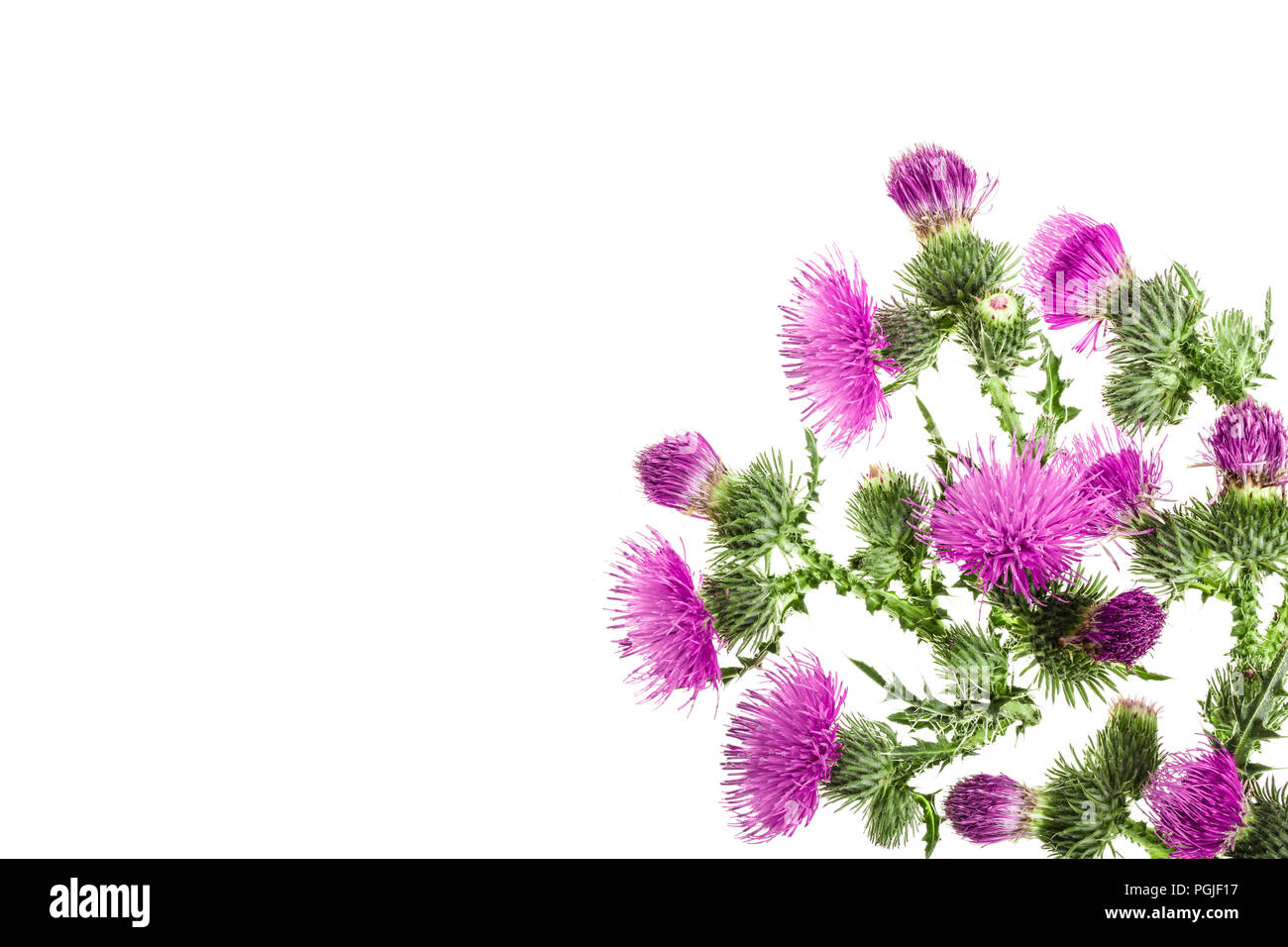 Mariendistel Blume auf weißem Hintergrund mit Kopie Platz für Ihren Text isoliert. Ansicht von oben. Flach Muster. Stockfoto