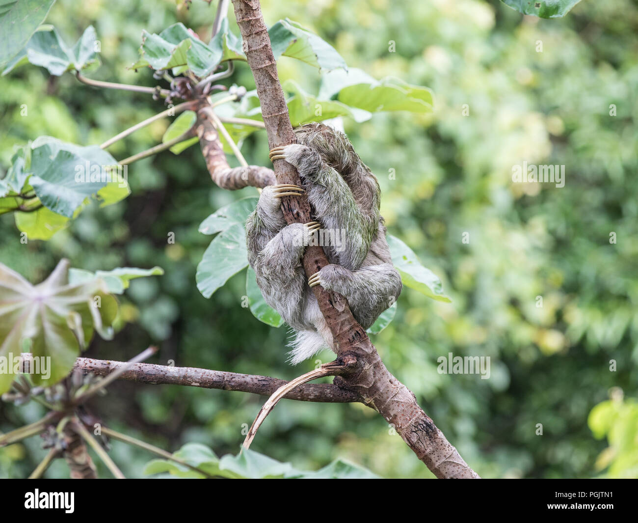 Drei Toed Sloth in Baum in Costa Rica Stockfoto