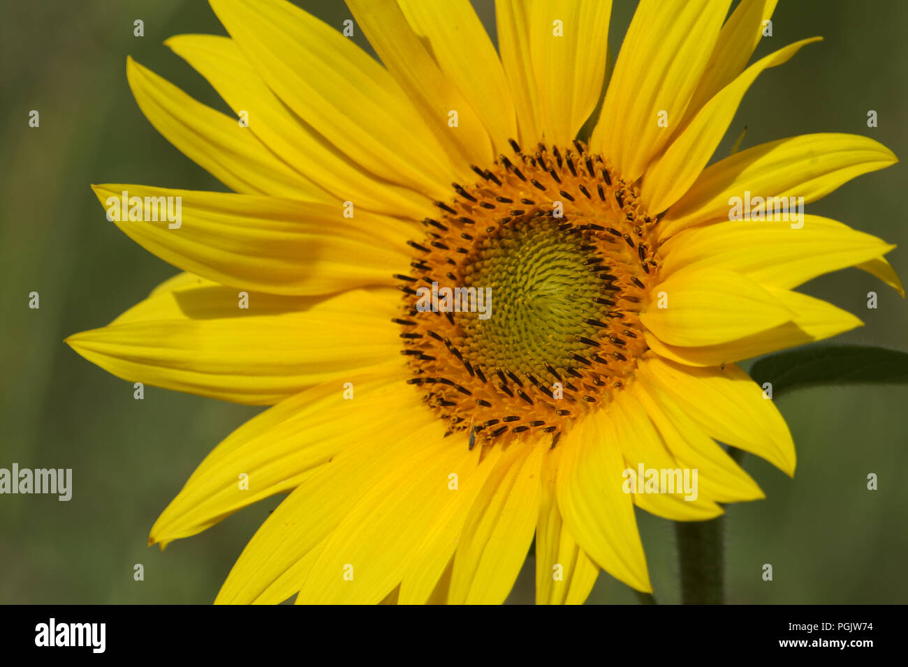 Eine hübsche Sonnenblume wachsen in einer Wiese. Stockfoto