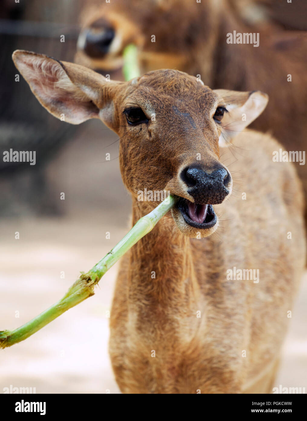 Antilope essen Bambus Stockfoto