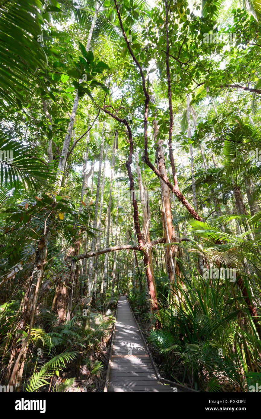Rainforest Boardwalk, Cairns Botanic Gardens, Edge Hill, Far North Queensland, FNQ, QLD, Australien Stockfoto