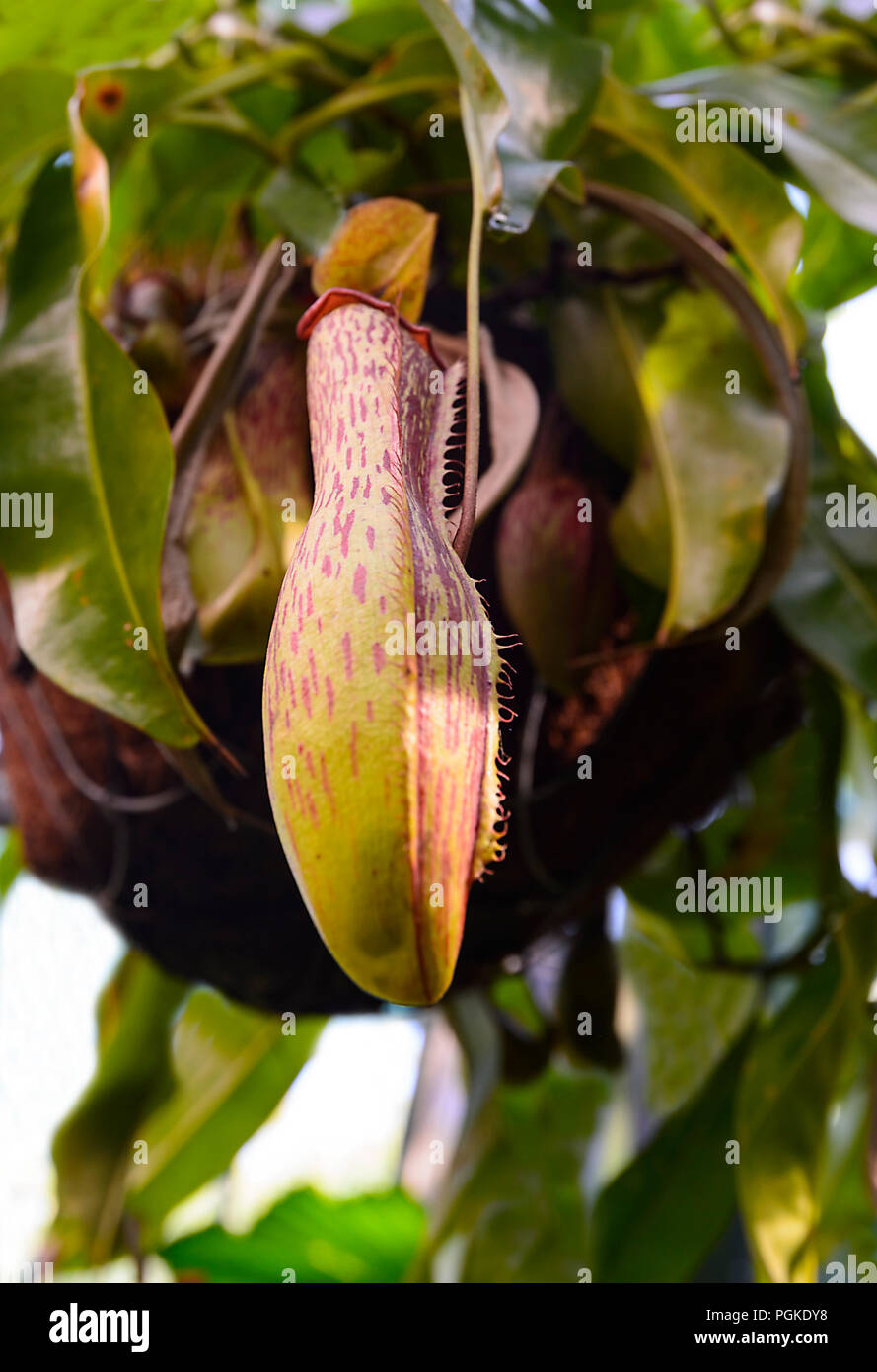 Tropischen Kannenpflanze (Nepenthes x ventrata) in den Philippinen gefunden Stockfoto