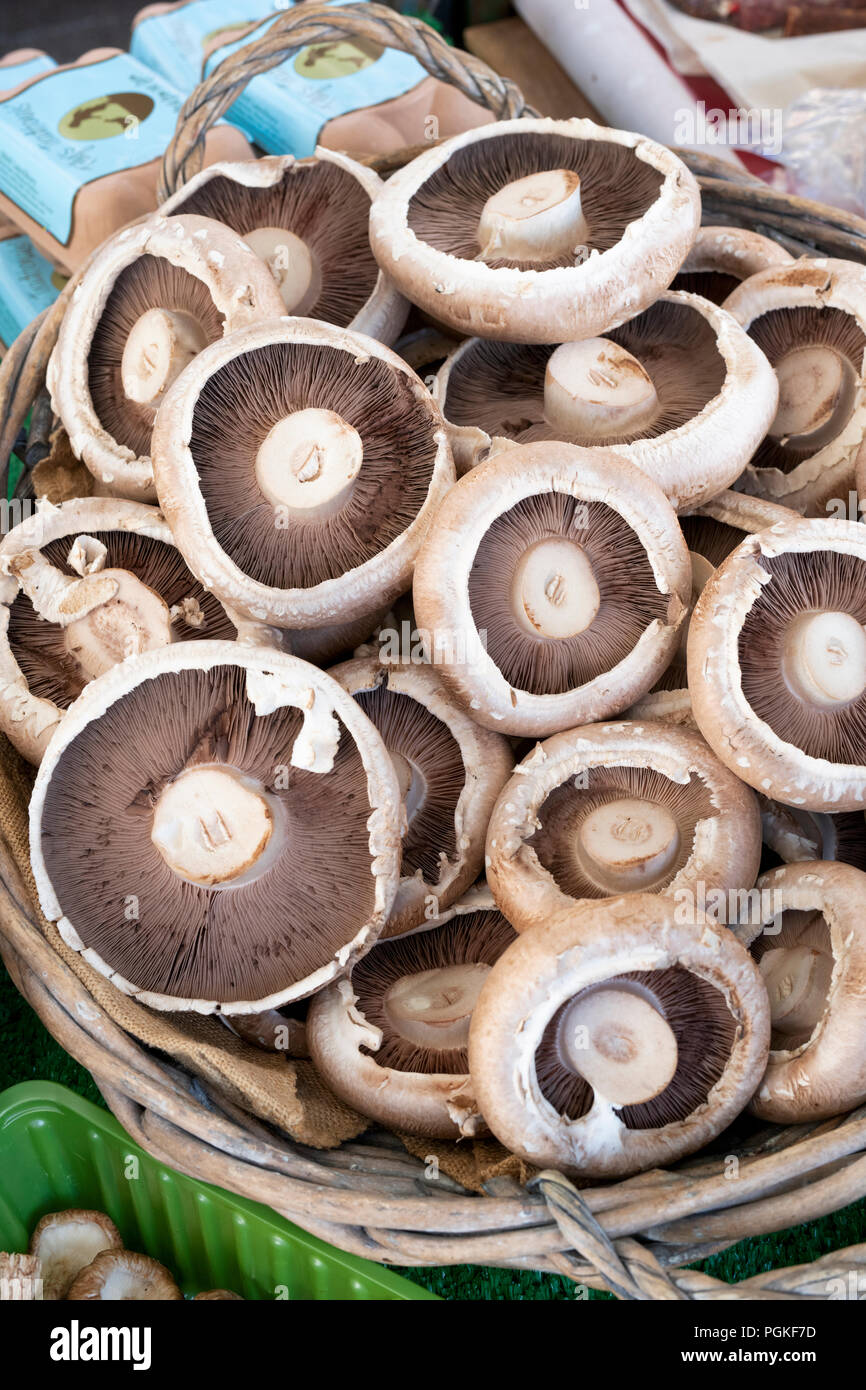 Deddington Farmers Market Stall beim Verkauf großer portabello Mushrooms. Deddington, Oxfordshire, England Stockfoto